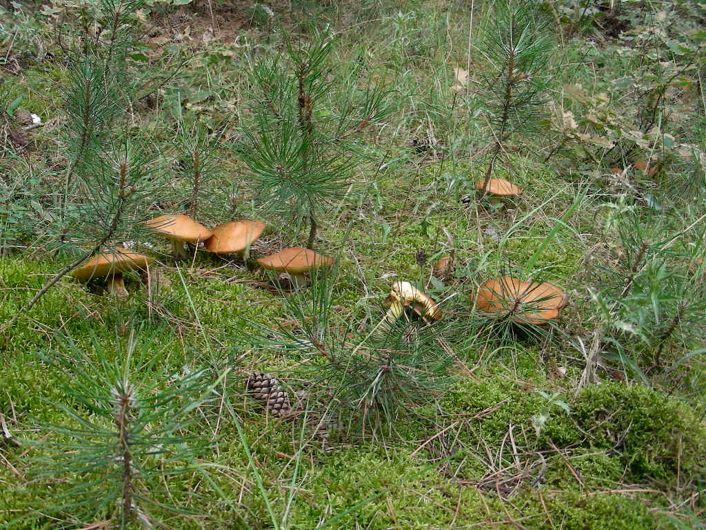 Suillus granulatus ...in foto